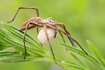 Listspinne mit Eikokon Pisaura mirabilis