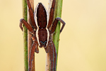 Gerandete Jagdspinne Dolomedes fimbriatus