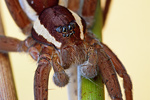 Gerandete Jagdspinne Dolomedes fimbriatus