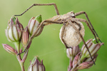 Listspinne mit Eikokon Pisaura mirabilis