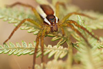 Gerandete Jagdspinne Dolomedes fimbriatus