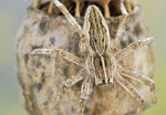 Listspinne Pisaura mirabilis