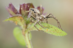 Listspinne Pisaura mirabilis