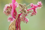 Listspinne Pisaura mirabilis