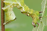 Dunkelgraue Nesselhöckereule Abrostola triplasia