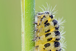 Blutströpfchen | Raupe Zygaena filipendulae