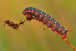 Wolfsmilchschwärmer | Raupe Hyles euphorbiae