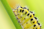 Blutströpfchen | Raupe Zygaena filipendulae