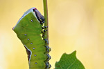 Großer Gabelschwanz Cerura vinula