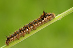 Grasglucke | Raupe Philudoria potatoria