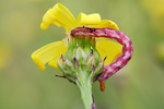 Mondfleckiger Blütenspanner Eupithecia centaureata
