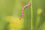 Mondfleckiger Blütenspanner Eupithecia centaureata