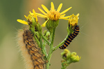Graubär | Blutbär D. mendica | T. jacobaeae