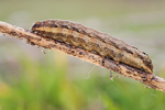 Breitflügelige Bandeule Noctua comes