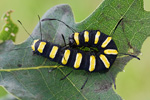 Erleneule | Raupe Acronicta alni