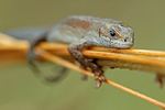 Waldeidechse Bergeidechse Zootoca vivipara