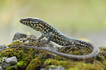 Mauereidechse Podarcis muralis brongniardii