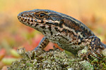 Mauereidechse Podarcis muralis brongniardii