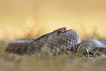 Kreuzotter Vipera berus