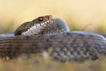 Kreuzotter Vipera berus