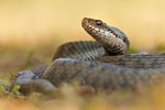 Kreuzotter Vipera berus