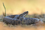 Kreuzotter Vipera berus