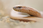 Blindschleiche Anguis fragilis