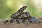 Levanteotter Macrovipera lebetina