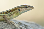 Europäisches Schlangenauge Ophisops elegans schlueteri