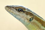 Europäisches Schlangenauge Ophisops elegans schlueteri