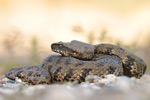 Levanteotter Macrovipera lebetina