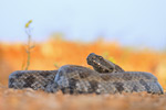 Levanteotter Macrovipera lebetina