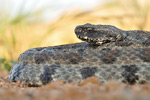 Levanteotter Macrovipera lebetina