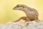 Ägäischer Nacktfinger Mediodactylus kotschyi