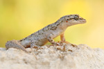 Ägäischer Nacktfinger Mediodactylus kotschyi