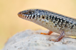 Gefleckter Walzenskink Chalcides ocellatus