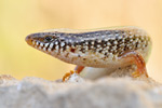 Gefleckter Walzenskink Chalcides ocellatus