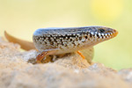 Gefleckter Walzenskink Chalcides ocellatus