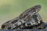 Levanteotter Macrovipera lebetina