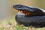 Pfeilnatter Dolichophis jugularis