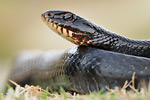 Pfeilnatter Dolichophis jugularis