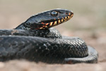 Pfeilnatter Dolichophis jugularis