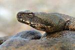 Levanteotter Macrovipera lebetina