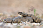 Levanteotter Macrovipera lebetina