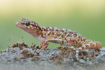 Europäischer Halbfinger Hemidactylus turcicus