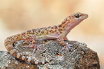 Europäischer Halbfinger Hemidactylus turcicus