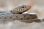 Pfeilnatter Dolichophis jugularis