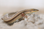 Streifenskink Trachylepis vittata