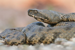 Levanteotter Macrovipera lebetina