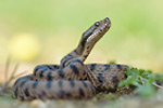 Aspisviper Vipera aspis